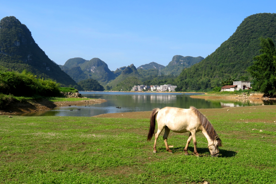 水波粼粼荷皎洁，朋怀湖边有美景。 - 靖西市·靖西网