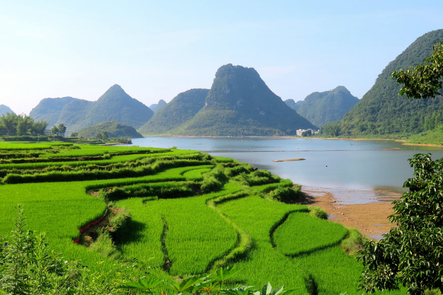 水波粼粼荷皎洁，朋怀湖边有美景。 - 靖西市·靖西网