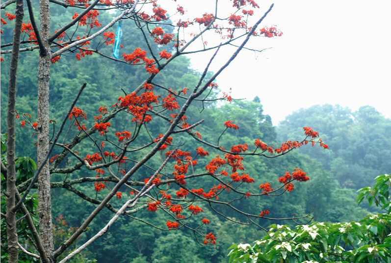 靖西那坡的火桐 - 靖西市·靖西网