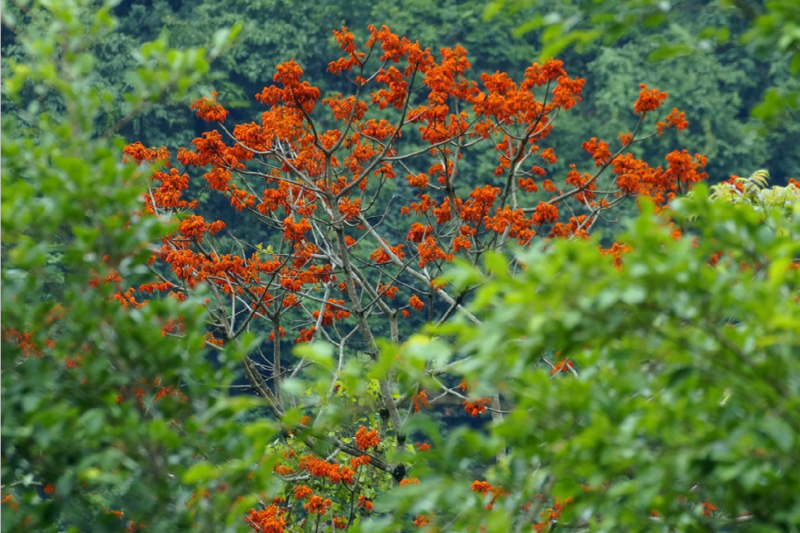 靖西那坡的火桐 - 靖西市·靖西网