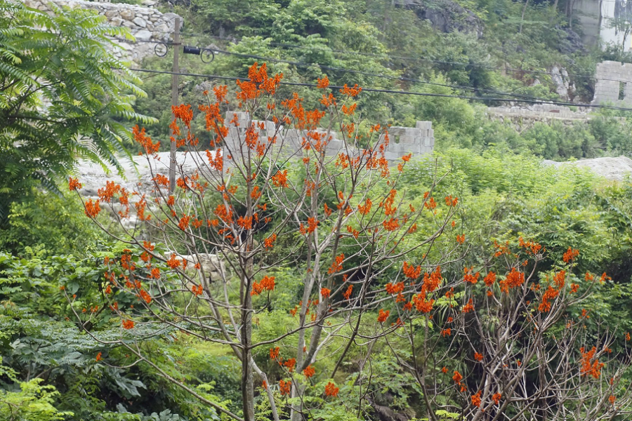靖西那坡的火桐 - 靖西市·靖西网