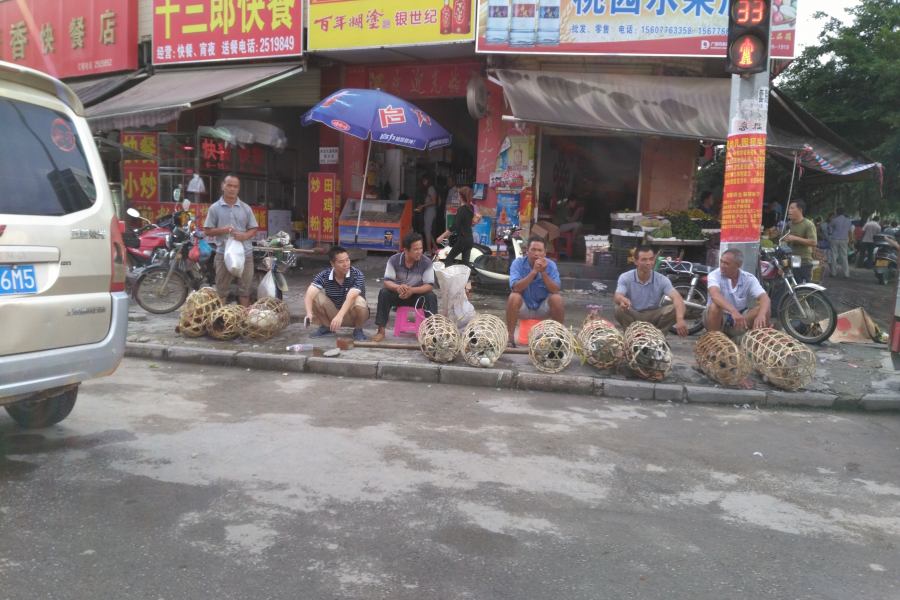 靖西“鸭霸街节”，大街小巷路边都是鸭的地盘 - 靖西市·靖西网