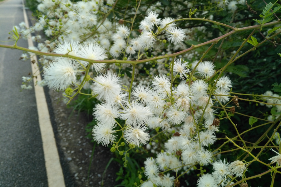 龙潭看山看水，今天看花！ - 靖西市·靖西网