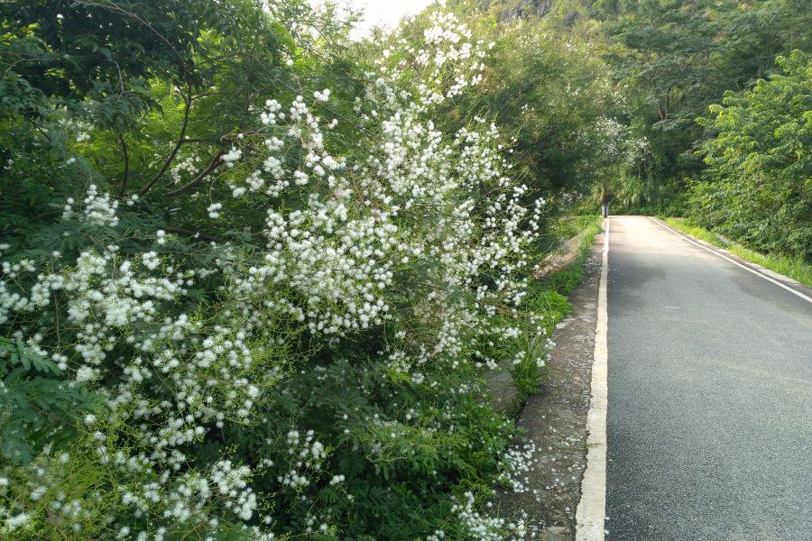 龙潭看山看水，今天看花！ - 靖西市·靖西网