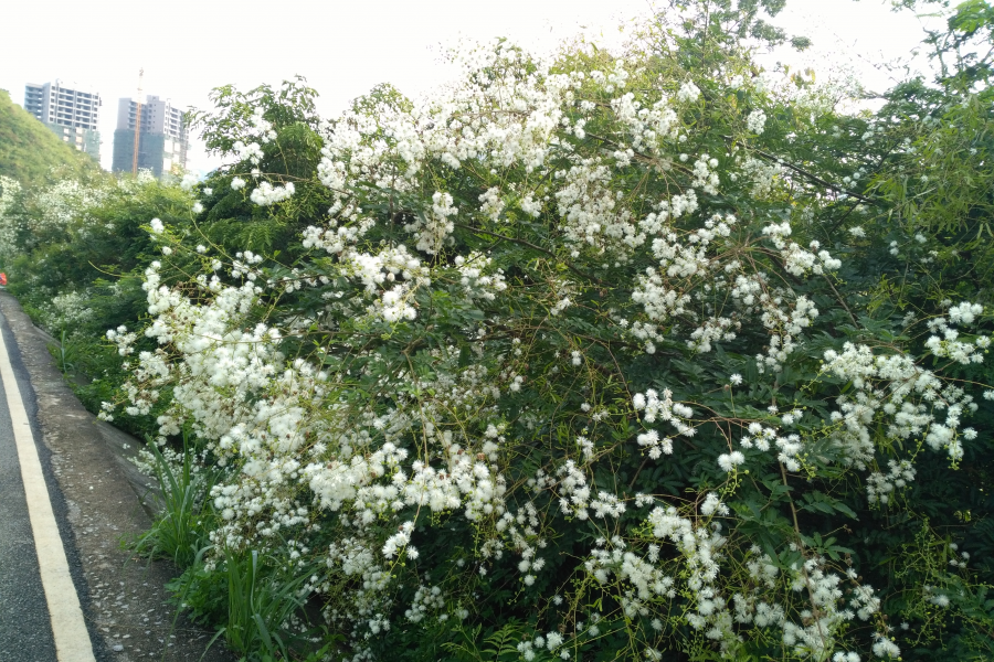 龙潭看山看水，今天看花！ - 靖西市·靖西网