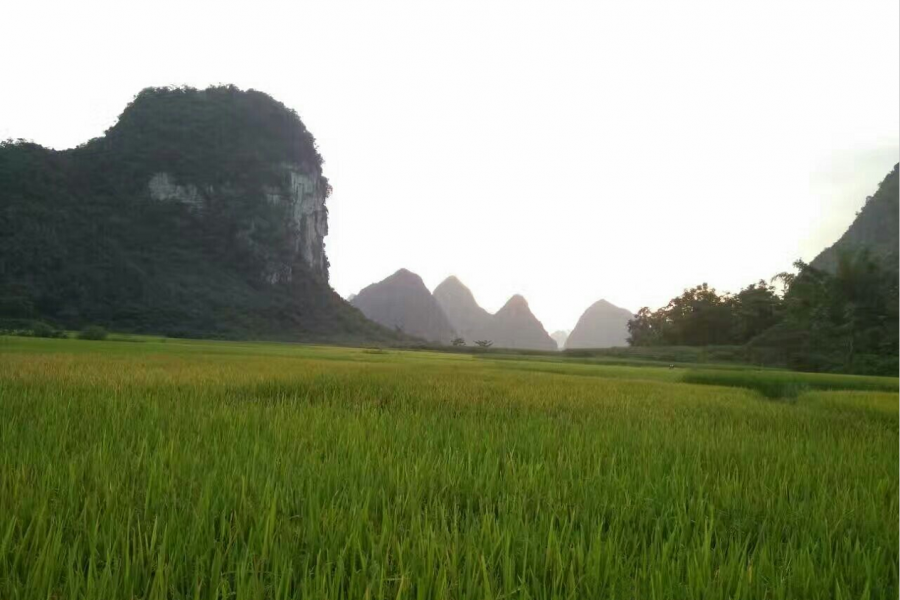 靖西香糯名扬天下 - 靖西市·靖西网