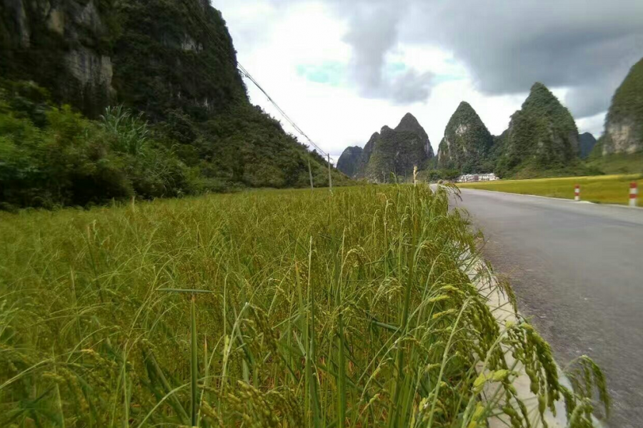 靖西香糯名扬天下 - 靖西市·靖西网