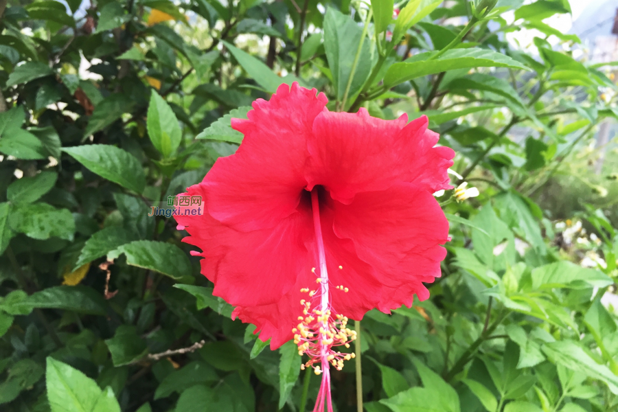 龙潭湖边的野花：不与众芳争春秀，酷爱花发八月秋。 - 靖西市·靖西网