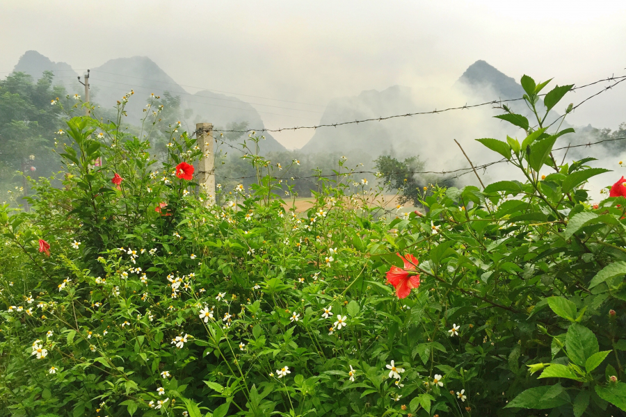 龙潭湖边的野花：不与众芳争春秀，酷爱花发八月秋。 - 靖西市·靖西网