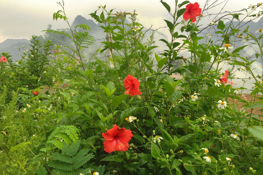 龙潭湖边的野花：不与众芳争春秀，酷爱花发八月秋。 - 靖西市·靖西网