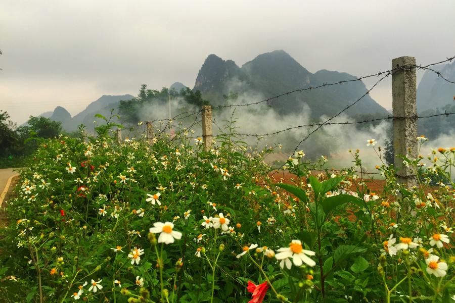 龙潭湖边的野花：不与众芳争春秀，酷爱花发八月秋。 - 靖西市·靖西网