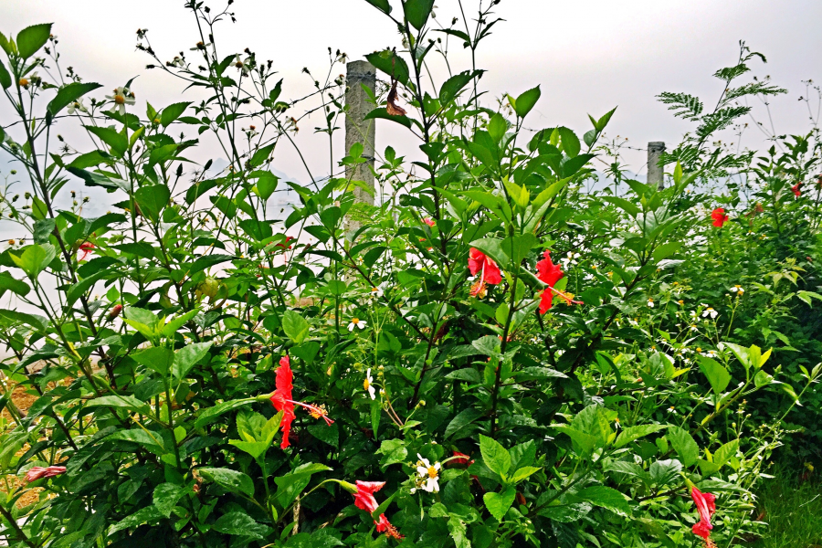 龙潭湖边的野花：不与众芳争春秀，酷爱花发八月秋。 - 靖西市·靖西网