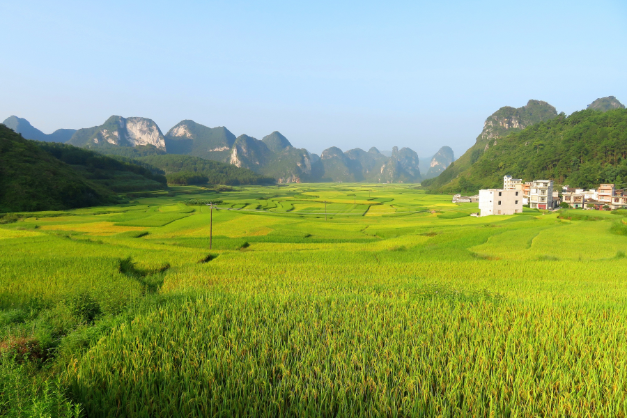 金灿灿的稻谷，幽雅清静的小山村，靖西其利风光。 - 靖西市·靖西网