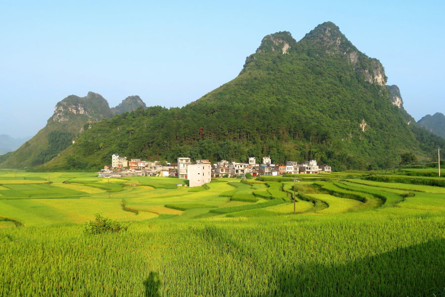 金灿灿的稻谷，幽雅清静的小山村，靖西其利风光。 - 靖西市·靖西网