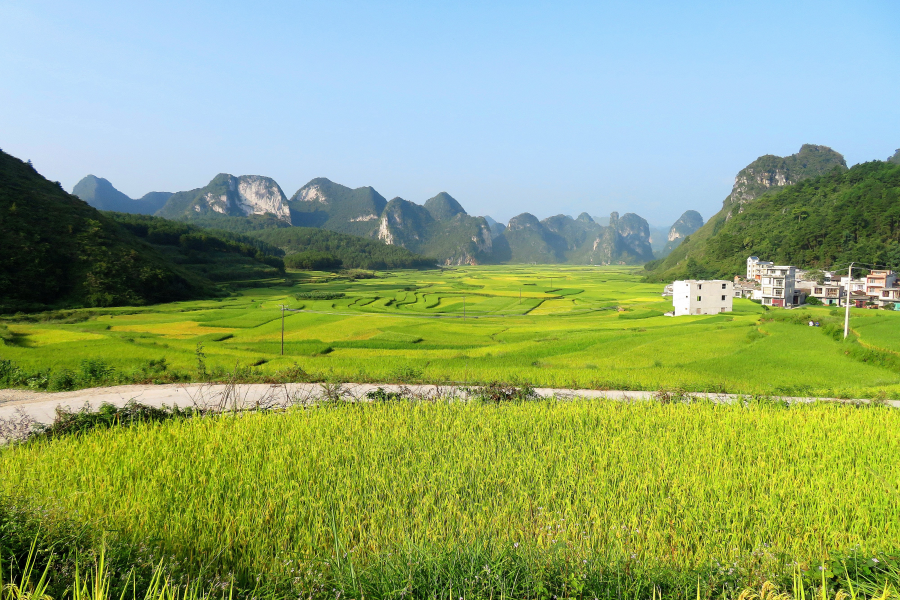 金灿灿的稻谷，幽雅清静的小山村，靖西其利风光。 - 靖西市·靖西网