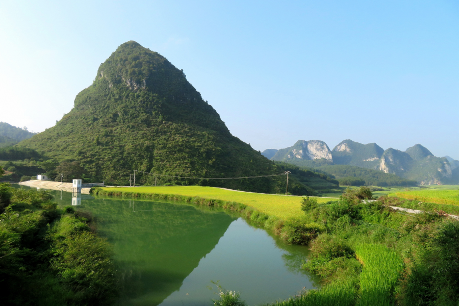 金灿灿的稻谷，幽雅清静的小山村，靖西其利风光。 - 靖西市·靖西网