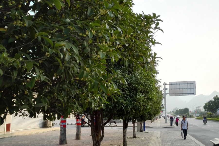 靖西市的桂花香飘几里，有市民一大早在众目睽睽下刮取桂花 - 靖西市·靖西网