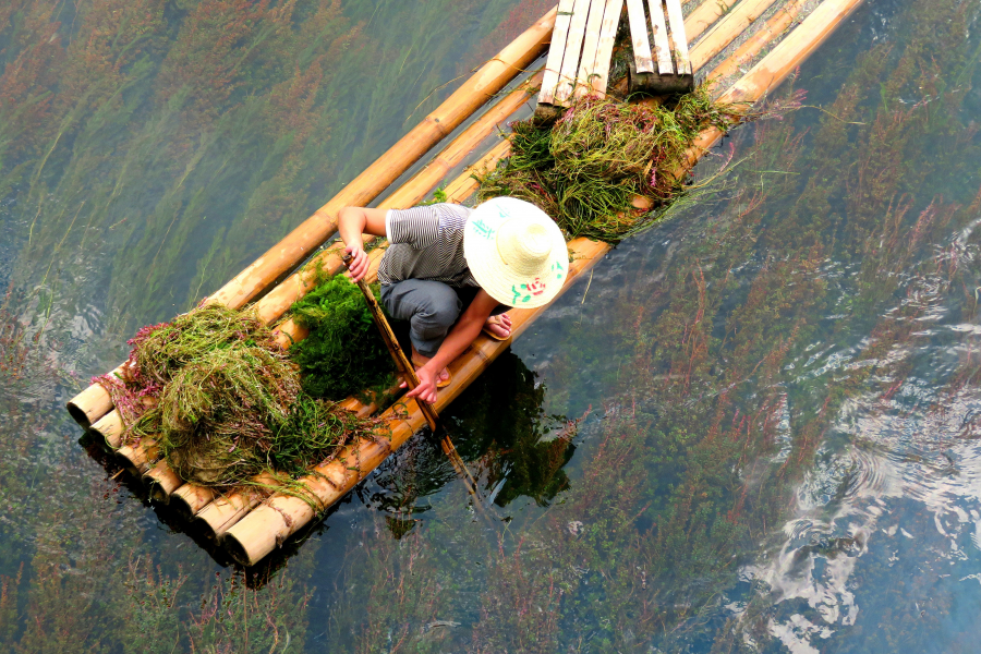 鹅泉水草，靖西的特色食材。 - 靖西市·靖西网