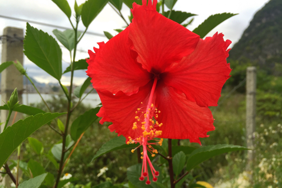 靖西四季是春天，深秋时节花艳艳。 - 靖西市·靖西网