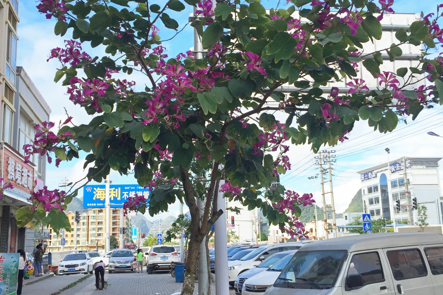 靖西四季是春天，深秋时节花艳艳。 - 靖西市·靖西网