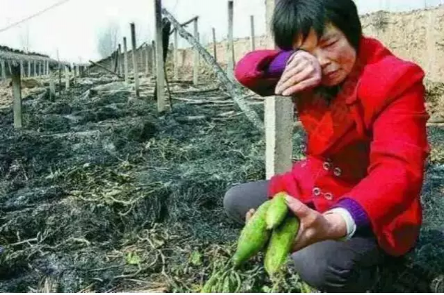 保护我们美丽的靖西，从我做起，中秋节不放孔明灯！ - 靖西市·靖西网