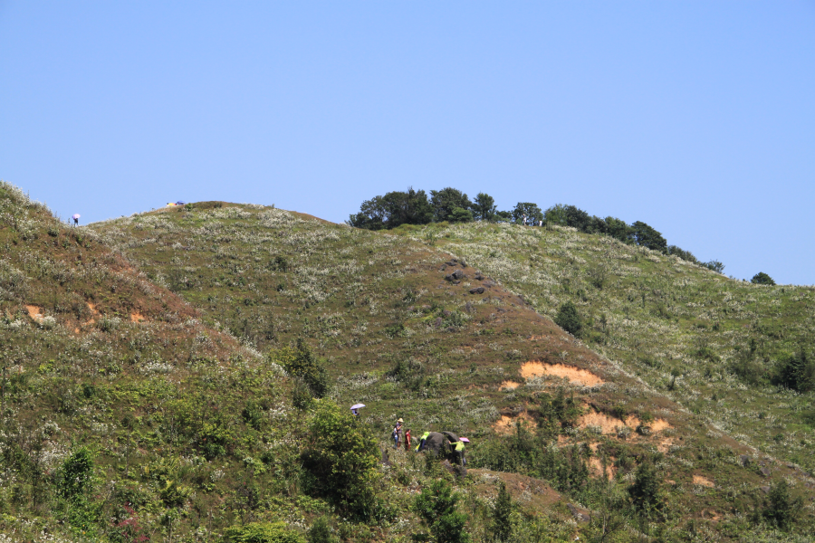 乌鸦山见闻——国庆长假体验美景如画的“乌鸦山” - 靖西市·靖西网