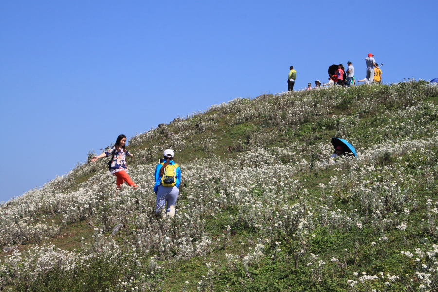 乌鸦山见闻——国庆长假体验美景如画的“乌鸦山” - 靖西市·靖西网