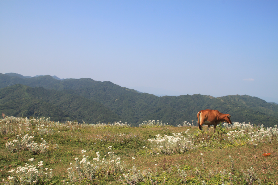 乌鸦山见闻——国庆长假体验美景如画的“乌鸦山” - 靖西市·靖西网