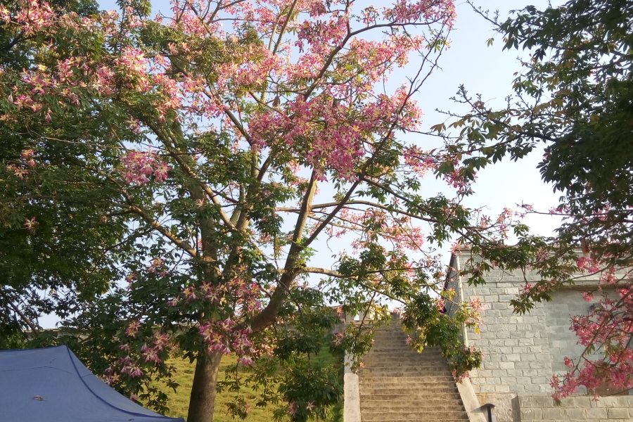 记录靖西精彩的每一瞬间（2016年摄影大赛作品） - 靖西市·靖西网