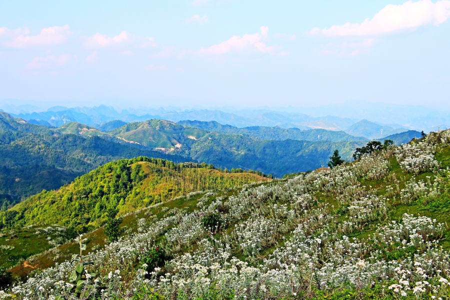 天降一座乌鸦山，高耸入云立长空。不怕浮云遮眼望，只缘身在最高. - 靖西市·靖西网