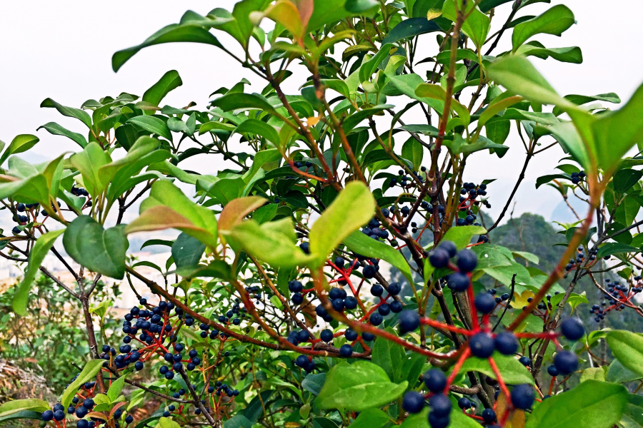 秋风吹菊黄，岁月染鬓霜。重阳登高处，九九是天长。 - 靖西市·靖西网