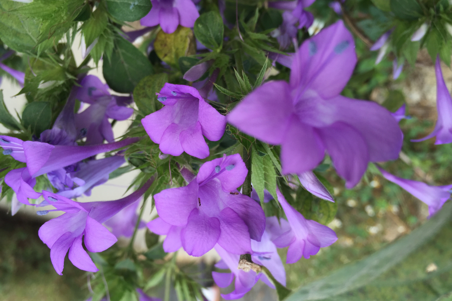 衰草寒烟无情秋，难得霜前吐芳华。.....赞秋花 - 靖西市·靖西网