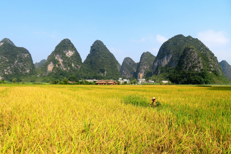 靖西布胲秋景 - 靖西市·靖西网