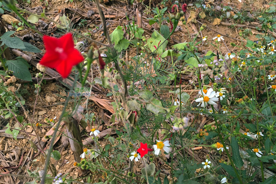 好花不畏寒露风，枯草丛里绽嫣红。 - 靖西市·靖西网