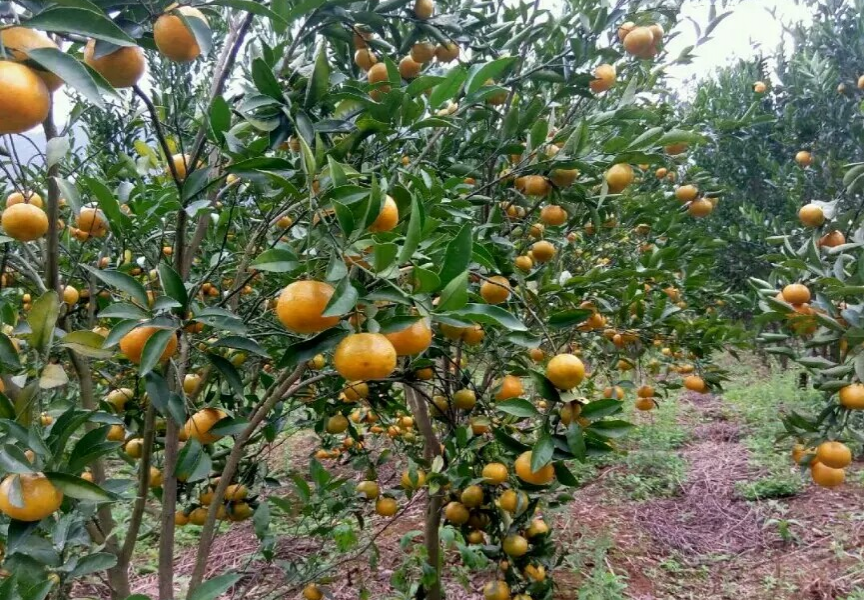 离县城最近的采摘园，靖西市第一马水桔，靖西绿泉水果药材种植场. - 靖西市·靖西网