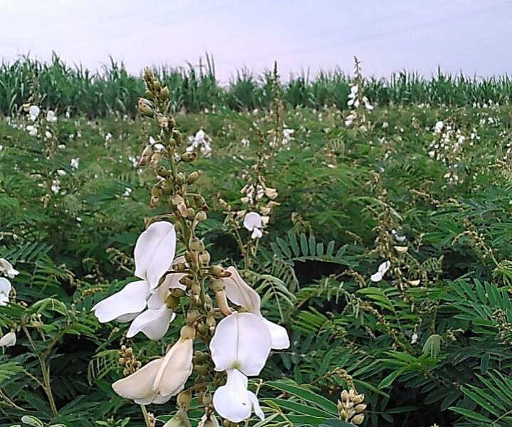 大量求购山毛豆 推广种植 - 靖西市·靖西网