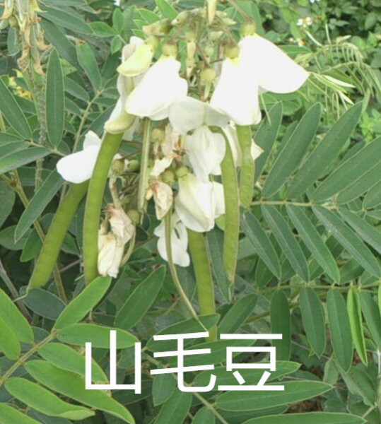 大量求购山毛豆 推广种植 - 靖西市·靖西网