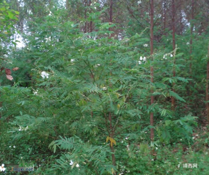 大量求购山毛豆 推广种植 - 靖西市·靖西网