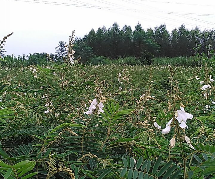 大量求购山毛豆 推广种植 - 靖西市·靖西网