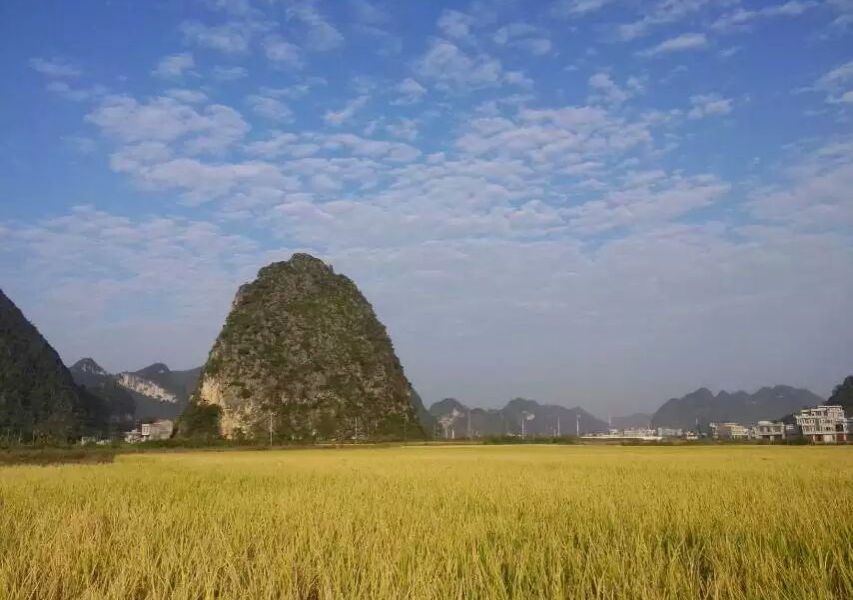 金秋十月，靖西的调色板，天然黄色调！ - 靖西市·靖西网