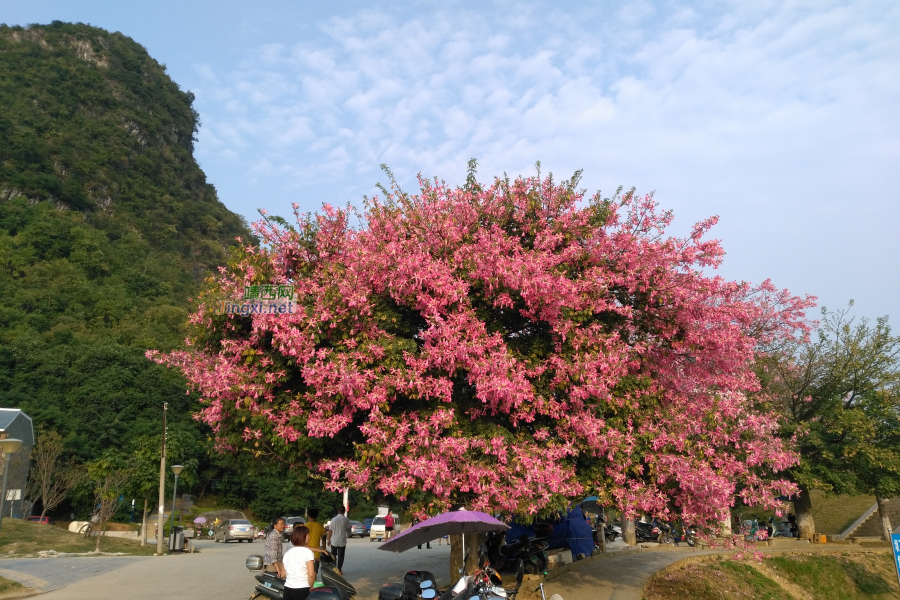 龙潭湿地公园美景，不一样的季节不一样的美！ - 靖西市·靖西网