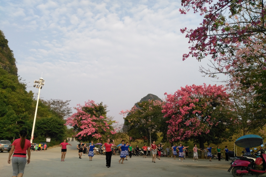 龙潭湿地公园美景，不一样的季节不一样的美！ - 靖西市·靖西网