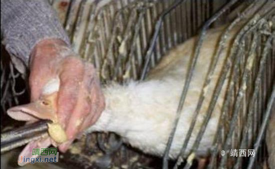 颠覆三观，顶级法国鹅肝美食，是这样“生产”的 - 靖西市·靖西网