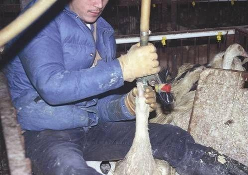 颠覆三观，顶级法国鹅肝美食，是这样“生产”的 - 靖西市·靖西网