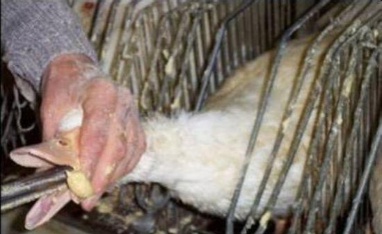 颠覆三观，顶级法国鹅肝美食，是这样“生产”的 - 靖西市·靖西网