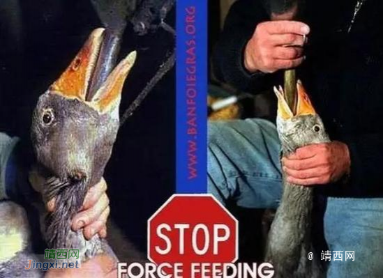 颠覆三观，顶级法国鹅肝美食，是这样“生产”的 - 靖西市·靖西网