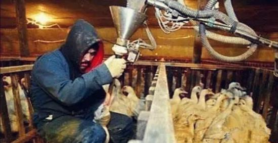 颠覆三观，顶级法国鹅肝美食，是这样“生产”的 - 靖西市·靖西网