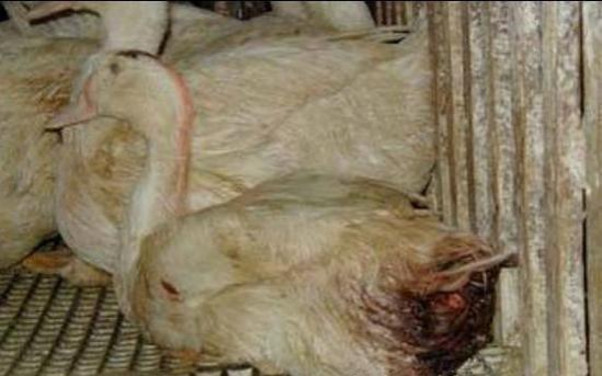 颠覆三观，顶级法国鹅肝美食，是这样“生产”的 - 靖西市·靖西网