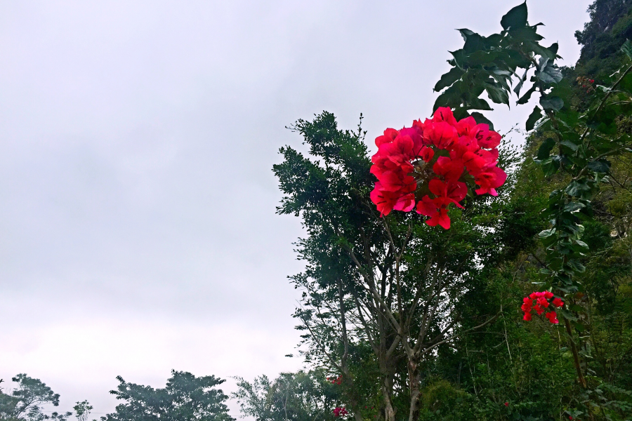 不愁霜虐花无奈，更欢鲜妍带霜来。 - 靖西市·靖西网