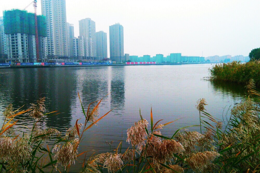 芦苇丛下鲤魚游，平湖水上野鹤飞。 - 靖西市·靖西网